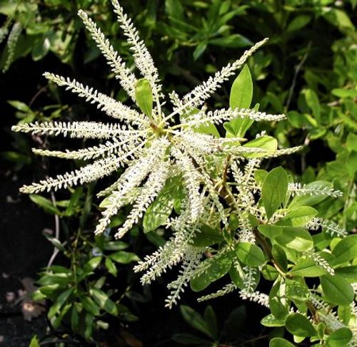 Scrub Titi (Cyrilla arida)